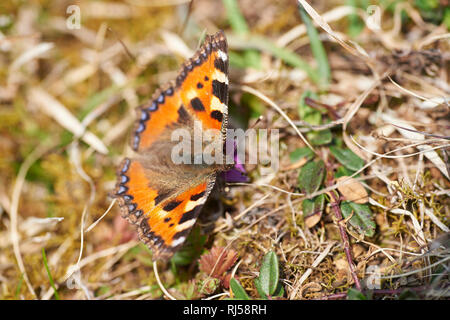 Kleiner Fuchs, Aglais urticae, Wiese, sitzen, Rückansicht, Nahaufnahme Banque D'Images