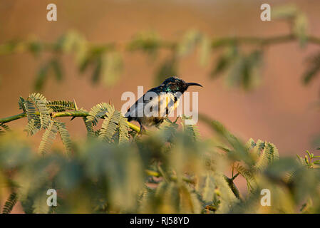 Purple sunbird, Chalcomitra asiaticus, le parc national de Ranthambore, Rajasthan, Inde Banque D'Images