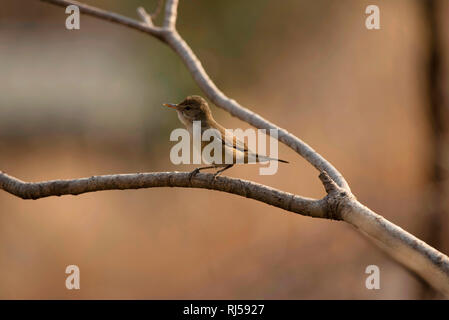 Blyth's reed warbler Acrocephalus dumetorum, Sinhagad, valley, district de Pune, Maharashtra, Inde Banque D'Images