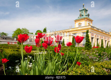 Belles tulipes rouges fleurissent dans le jardin du Palais Royal de Wilanów à Varsovie, Pologne, Europe, Banque D'Images