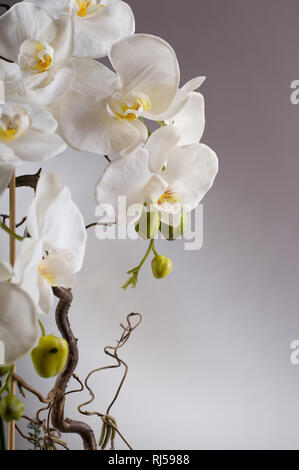 Détail de faux ou phalaenopsis orchidées blanches sur fond gris, bande de faux plante sur tige, décoration d'intérieur en personne, Banque D'Images