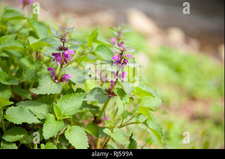 Floraison Lamium maculatum plante appelée repéré deadnettle, spotted henbit, Purple dragon, Polish Jasnota plamista, rose fleurs ornementales, plant gro Banque D'Images