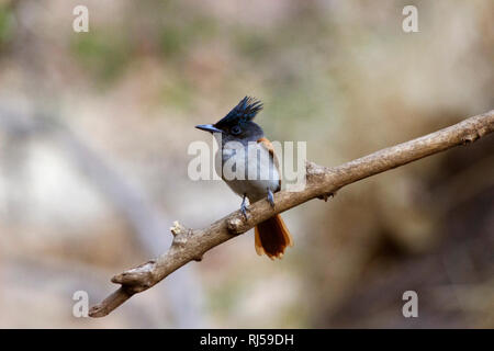 Indian paradise flycatcher, Terpsiphone paradisi, Sinhagad valley, district de Pune, Maharashtra, Inde Banque D'Images