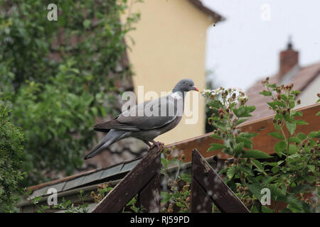 Ringeltaube, Columba palumbus Banque D'Images