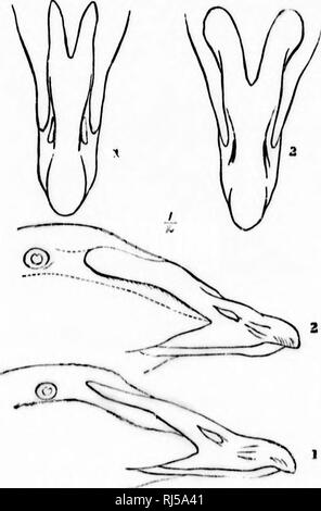 . Clé d'oiseaux d'Amérique du Nord [microforme]  : contenant des indications succinctes sur chaque espèce d'oiseau vivant et fossile connu à l'heure actuelle du continent au nord de la frontière du Mexique et des États-Unis, y compris le Groenland. Les oiseaux ; ornithologie ; Oiseaux ; Ornithologie. 51 tmumfUHmtf. Veuillez noter que ces images sont extraites de la page numérisée des images qui peuvent avoir été retouchées numériquement pour plus de lisibilité - coloration et l'aspect de ces illustrations ne peut pas parfaitement ressembler à l'œuvre originale.. Coues, Elliott, 1842-1899. Boston : Estes et Lauriat Banque D'Images