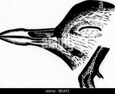 . Clé d'oiseaux d'Amérique du Nord [microforme]  : contenant des indications succinctes sur chaque espèce d'oiseau vivant et fossile connu à l'heure actuelle du continent au nord de la frontière du Mexique et des États-Unis, y compris le Groenland. Les oiseaux ; ornithologie ; Oiseaux ; Ornithologie. . Veuillez noter que ces images sont extraites de la page numérisée des images qui peuvent avoir été retouchées numériquement pour plus de lisibilité - coloration et l'aspect de ces illustrations ne peut pas parfaitement ressembler à l'œuvre originale.. Coues, Elliott, 1842-1899. Boston : Estes et Lauriat Banque D'Images