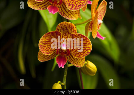 Espèce d'orchidée, Phalaenopsis amabilis, le Parc ornithologique de Jurong, à Singapour Banque D'Images