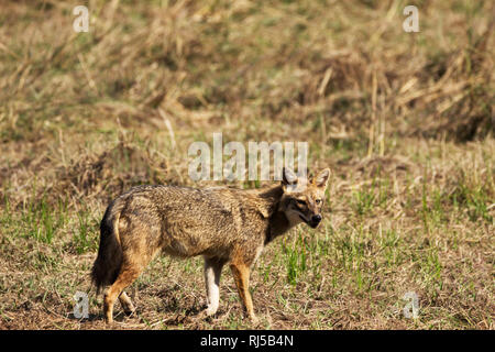 Le chacal doré (Canis aureus, Bandhavgarh national park, le Madhya Pradesh, Inde Banque D'Images