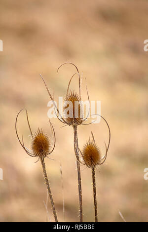 Wilde Karde Dipsacus fullonum Banque D'Images