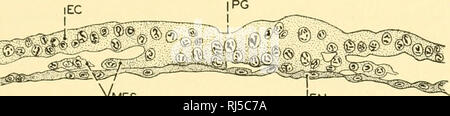 . Anatomie des chordés. Cordés ; anatomie, comparatif. KEPKUDUCTION sauropsidan 57 d'un embryon. À l'extrémité antérieure de cette traînée de mammifères est généralement un petit noyau ou même une perforation s'étendant à travers le bouclier dans la cavité de la vésicule blastodermic-très évocateurs d'une tentative blastospore. C'est le long de cette ligne primitive de mammifères, comme dans le même sauropsidan structure, que la prolifération rapide de cellules produit un mésoderme (Fig. 50) qui interpole entre lui-même progressivement la déjà séparés l'ectoderme et l'endoderme et se propage ensuite à toutes les régions de l'embryon Banque D'Images