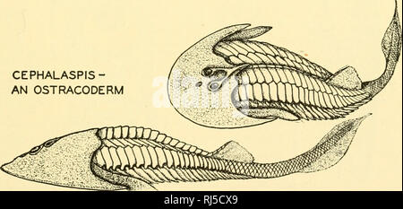 . Anatomie des chordés. Cordés ; anatomie, comparatif. C PETROMYZON Fig. 14.-Trois genres de cyclostomes-Bdellostoma, myxine, et Petromyzon. Qu'ils sont les plus primitifs des vertébrés est illustré dans de nombreux caractères, tels qu'une notochorde permanent, l'absence d'appendices pairés et mâchoires, etc. (redessiné après Dean.) La grande lamproie marine, Petromyzon, est un genre qui subit une méta- morphosis durant son développement. Sa larve est connu comme ammo- coetes. D'autres genres sont Myxine et Bdellostoma.. Un OSTRACODERM CEPHALASPIS- Fig. 15.-Cephalaspis, un ostracoderni, semble avoir d'affinités Banque D'Images