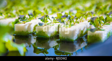 La culture hydroponique de légumes , avec plusieurs types de laitue, de plus en plus sur l'eau Banque D'Images