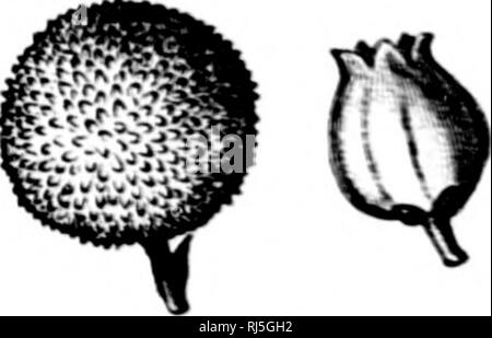 . Les fleurs et leurs pedigrees [microform]. Fleurs ; fleurs ; Fleurs ; Fleurs. Le romantisme d'un côté la lutte contre les mauvaises herbes. 55 se développe sauvage dans l'ouest de l'Espagne, du Portugal et de l'accélération de la chaîne des Pyrénées, et réapparaît dans le sud-ouest de l'Irlande. Une autre jolie petite saxifrage saute de la même manière de l'Asturies à Killarney. Dabeoc St.'s heath a la même gamme. L'Orchid est très lié de Bordeaux à une seule station dans le comté de Galway. Pour résumer brièvement, ' la Crète, l'Auvergne, les Pyrénées, S.-C. L'Irlande, l' est une description technique de la distribution d'un grand nombre de belles plantes de l'Europe du sud.. Fig Banque D'Images
