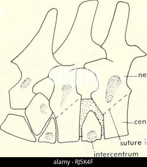. La morphologie des chordés. La morphologie (animaux) ; Chordés. liqament socket al arch suture dans ntercentrum les jeunes. Veuillez noter que ces images sont extraites de la page numérisée des images qui peuvent avoir été retouchées numériquement pour plus de lisibilité - coloration et l'aspect de ces illustrations ne peut pas parfaitement ressembler à l'œuvre originale.. Jolie, Malcolm. Reinhold, New York Banque D'Images