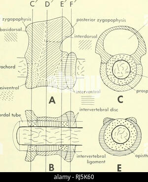 . La morphologie des chordés. La morphologie (animaux) ; Chordés. anterior zygapophysis notochorde -" . basiventral perichordal prospondylous notochorde canal neural tube ring. Veuillez noter que ces images sont extraites de la page numérisée des images qui peuvent avoir été retouchées numériquement pour plus de lisibilité - coloration et l'aspect de ces illustrations ne peut pas parfaitement ressembler à l'œuvre originale.. Jolie, Malcolm. Reinhold, New York Banque D'Images