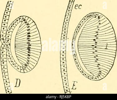 . Anatomie des chordés. Cordés ; anatomie, comparatif. Les organes des sens 413 tissu conjonctif entourant l'eye-ball, proviennent tous de le mésenchyme. Les glandes lacrymales et tarsiennes associés à l'ectoderme paupières. Les vésicules optiques se présentent comme outpocketings latéral de l'avant-cerveau. Cependant, chez certains animaux, tels que les amphibiens, les élasmobranches et les ébauches des vésicules optiques apparaissent surtout comme des dépressions appariées de la plaque neurale. Comme les vésicules optiques continuent leur expansion latérale,. Fig. 363.-Sections d'étapes successives dans le développement de la lentille de l'œil du Banque D'Images