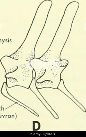 . La morphologie des chordés. La morphologie (animaux) ; Chordés. au milieu du corps. À peu près à mi-chemin le long de la longueur de la queue, les apophyses transverses disparaître, mais la rupture se produit des lignes à l'extrémité de la queue. Les vertèbres, à l'exception de l'atlas et axis, procoelous- sont vidés à l'avant, mais avec une surface articulaire être bombé- hind (Figure 6-10). Le Tuatara arcs neuraux de Sphenodon ne conservent pas la ligne de la suture avec le corps comme dans l'alligator, et un en- tercentrum est présent entre l'ensemble des vertèbres. Il y a 8 cervicals, à moins que l'on exclut la dernière, qui sera Banque D'Images