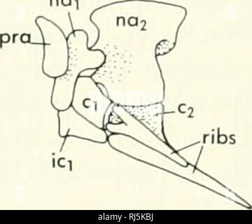 . La morphologie des chordés. La morphologie (animaux) ; français. G E ALLIGATOR TUPINAMBIS F VARANUS Figure 6-5. Face antérieure des vertèbres de reptiles et oiseaux montrant leur nnodifications d'articulation. Veuillez noter que ces images sont extraites de la page numérisée des images qui peuvent avoir été retouchées numériquement pour plus de lisibilité - coloration et l'aspect de ces illustrations ne peut pas parfaitement ressembler à l'œuvre originale.. Jolie, Malcolm. Reinhold, New York Banque D'Images