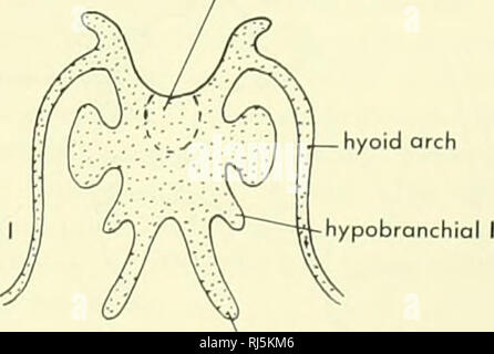 . La morphologie des chordés. La morphologie (animaux) ; Chordés. ceratobranchial je copule (pointillés). hypobranchial CRYPTOBRANCHUS IV B NECTURUS C RANA Figure 4-18. Appareils d'Crypfobranchus hyoïde, Necturus et Rana vus de ci-dessous. D'autres tétrapodes • 81. Veuillez noter que ces images sont extraites de la page numérisée des images qui peuvent avoir été retouchées numériquement pour plus de lisibilité - coloration et l'aspect de ces illustrations ne peut pas parfaitement ressembler à l'œuvre originale.. Jolie, Malcolm. Reinhold, New York Banque D'Images