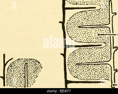 . Anatomie des chordés. Cordés ; anatomie, comparatif. Fig. 225.-foie d'un cochon. Les lobules artiticially ont rétréci de l'inter- tissu lobulaire, a ; b, canal biliaire ; c, artère hépatique ; d, veine interlobulaires (une branche de la) ;f, trabécules ;/, nervure centrale. Très agrandie. (À partir de la Bremer's "Texte Livre d'histologie, Radasch" après.) FR-- - la veine porte. Le lobule-- -Une veine hépatique B C Fig. 226.-A, B, et C-diagrammes des phases successives de l'élaboration des lobules du foie. La subdivision de l'ébauche hépatique dans les lobules est corrélée avec la ramification de l'hépatique et portail Banque D'Images