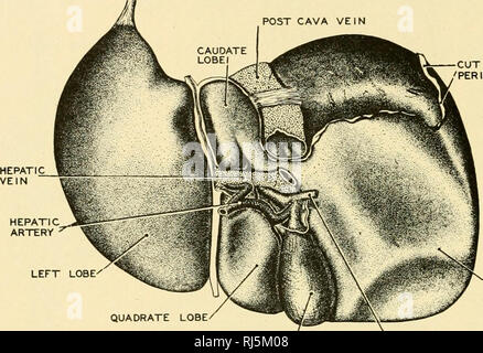 . Anatomie des chordés. Cordés ; anatomie, comparatif. 240 Sécrétions Anatomie des chordés passer de chaque lobe latéral par un seul conduit, les deux s'unissent pour former le conduit d'hépatique. Plus près de l'intestin, du canal hépatique la rejoint le canal cystique de la vésicule biliaire pour former le canal cholédoque ou choledochus, qui s'ouvre dans le duodénum, au point d'un trois ou quatre pouces du pylore. Le foie est une glande tubulaire composé, les tubules sont disposés en rayons autour des branches de la veine hépatique. Chaque cluster de tubules autour d'une veine centrale intralobular forme un lobule. (Fig. 225) Th Banque D'Images