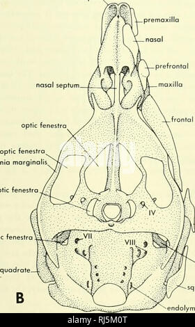 . La morphologie des chordés. La morphologie (animaux) ; Chordés. splénial ascencJing squamosales perilymphatic processus columelle fenestra quadrangulaire. suproongulor angulaire coupole antérieure de la cloison nasale optiques fenestra epioptic marginalts metoptic tænia fenestra fenestra. j£i nasal prémaxillaire. prefronta préfrontal prémaxillaire. prenasal parosphenoid apicole foramen processus prootique fenestra. Veuillez noter que ces images sont extraites de la page numérisée des images qui peuvent avoir été retouchées numériquement pour plus de lisibilité - coloration et l'aspect de ces illustrations ne peut pas parfaitement ressembler à l'œuvre originale.. Joll Banque D'Images