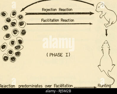 . Ciba Foundation Symposium sur la transplantation. Transplantation d'organes, de tissus, etc. DISCUSSION 345 au cours de la première phase du nouveau-né n'est pas immunologiquement concur- tente ; il ne fournit qu'un milieu nutritif et une pour le stimulus antigénique des cellules immunologiquement autorités injecté. En retour, ces cellules réagissent contre l'hôte et ils peuvent le faire de deux façons, conduisant respectivement à un rejet et une réaction réaction de facilitation. Un concours a lieu entre ces deux réactions de rapidité d'apparition et/ou l'intensité. Nnlge^"&gt;c Stimufus. Faciliter l'emporte sur celui de rejet Banque D'Images