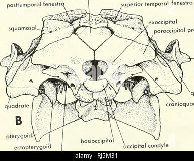 . La morphologie des chordés. La morphologie (animaux) ; Chordés. epiotic air espace supraoccipital )itali quadrangulaire basioccipital épiphyse ^^basisphenoid pterygoic canal d'eustachian supraoccipital posttemporol squamosa fenestra fenestra temporelle supérieure tA préfrontal exoccipital yK lacrymal paroccipitai orbitosphenoid^ processus jugal. paroccipitai quadratojuga ranioquadrate processus frontal fissure. Veuillez noter que ces images sont extraites de la page numérisée des images qui peuvent avoir été retouchées numériquement pour plus de lisibilité - coloration et l'aspect de ces illustrations ne peut pas parfaitement ressembler à l'original Banque D'Images
