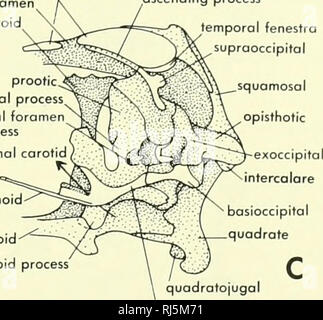 . La morphologie des chordés. La morphologie (animaux) ; Chordés. supraoccipitol supratrigeminal parasphénoïde prootique prootique toromen poroccipital processus processus faciale carotide interne ntercalore squamosales parasphénoïde courtement ptérygoïde VII / / ^ basiptérygoïdes"- jugal processus processus ascendant quadratojugal ^supraoccipitol fenestra temporelle quadratojugal. basisphenoid La Figure 4-8. Crâne de Sphenodon. A, vue arrière ; B, vue latérale de cranium et temporelle des arcs labiaux retiré ; C, vue médiale de la moitié droite du crâne. à partir de la paroi nasale latérale dans le passage nasal. Les particularités de base o Banque D'Images