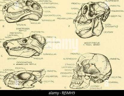 . Anatomie des chordés. Cordés ; anatomie, comparatif. POSTFRDNTAL PRÉFRONTAL -POSTORBITAIRE SUPRATEMPORAL -SQUAMOSALES SEPTOMAXIH MAXILLAIRE JUCAL -PREMAXILLAR ^SFLENIAL-ARr REPTILE DIMETRODON, PRÉFRONTAL, LACRYMAL NASAL NASALS-- prémaxillaires. L'homo sapiens TEMPORELLE OCCIPITAL Fig. 157.-une série de crânes fossiles (A à G) qui sont d'avis qu'elles représentent assez bien l'évolution phylogénétique du crâne humain. (Redessiné après " de Romer et l'homme, les Vertébrés" University of Chicago Press.) Les crânes de singes et l'homme est valable pour les adultes uniquement, pas pour les jeunes, les différences augmentant avec l'âge. Contre Banque D'Images