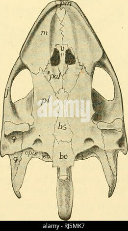 . Anatomie des chordés. Cordés ; anatomie, comparatif. Fig. 155.-vues dorsale et ventrale du crâne de tortue, Trionyx. En comparaison avec le crâne de l'poissons osseux, que des reptiles indique une augmentation de la compacité et de l'intégration d'éléments, bo, bs, basisphenoid ; basioccipital ; eo, es, exoccipital ;/, frontal ; j, jugal (zygomatique) ; m, mx, maxillaire ; n ; préfrontal, opis, opisthotic ; p, (derrière) Orbite postfrontal, (autres) ; pariétal, pal, palatine, pmx prémaxillaire ; pno, prootique ; pt, ptérygoïde ; q, quadrangulaire ; s, supraoccipital ; v, vomer. (À partir de Kingsley's "l'anatomie comparée des vertébrés."). Pl Banque D'Images