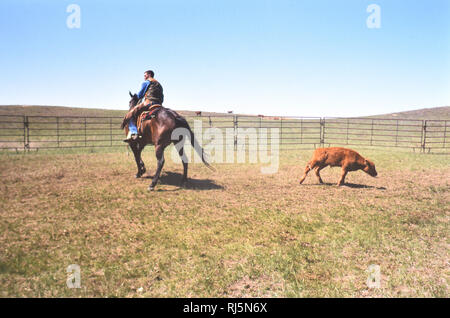 Cowboy faisant glisser un veau au feu sur un ranch au Texas au printemps branding Banque D'Images