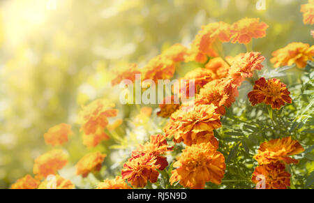 L'orange et le jaune des soucis dans leur gloire d'automne baigné de la beauté et la chaleur du soleil levant Banque D'Images