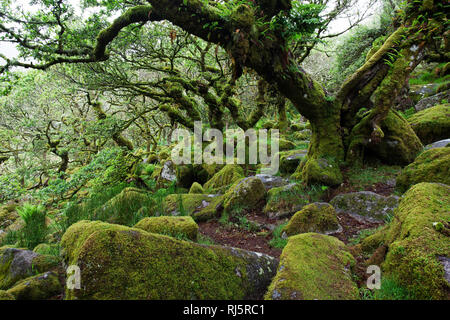 Wistman's Wood National Nature Reserve Devon England UK Banque D'Images