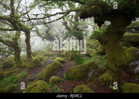 Wistman's Wood National Nature Reserve Devon England UK Banque D'Images