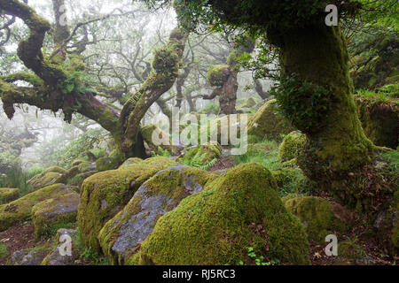 Wistman's Wood National Nature Reserve Devon England UK Banque D'Images