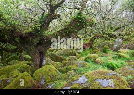 Wistman's Wood National Nature Reserve Devon England UK Banque D'Images