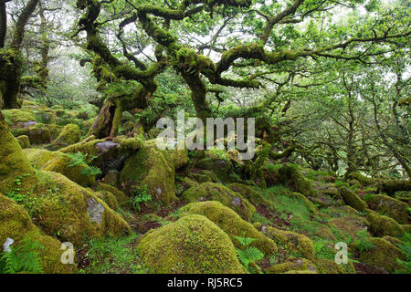 Wistman's Wood National Nature Reserve Devon England UK Banque D'Images