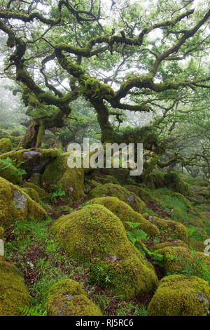 Wistman's Wood National Nature Reserve Devon England UK Banque D'Images