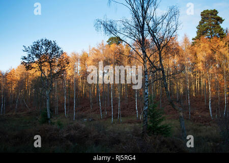 Forêt mixte Knightwood Enceinte Parc national New Forest Hampshire England UK Banque D'Images