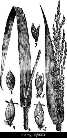 . Les herbes d'Amérique du Nord [microforme] : les chapitres sur la physiologie, la composition, la sélection, l'amélioration et la culture de graminées, de gestion des terres, de l'herbe aussi les chapitres sur les trèfles, insectes nuisibles et de champignons. Les plantes fourragères graminées ; ; graminées ; Plantes fourragères. F"v "J. Veuillez noter que ces images sont extraites de la page numérisée des images qui peuvent avoir été retouchées numériquement pour plus de lisibilité - coloration et l'aspect de ces illustrations ne peut pas parfaitement ressembler à l'œuvre originale.. Beal, W. J. (William James), 1833-1924. New York : H. Holt Banque D'Images