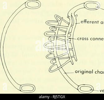 . La morphologie des chordés. La morphologie (animaux) ; Chordés. aorte dorsale , erterent » branchiospines artère muscle adducteur branchialis connexion croisée efférentes nerveuses ortei muscle constricteur externe. Veuillez noter que ces images sont extraites de la page numérisée des images qui peuvent avoir été retouchées numériquement pour plus de lisibilité - coloration et l'aspect de ces illustrations ne peut pas parfaitement ressembler à l'œuvre originale.. Jolie, Malcolm. Reinhold, New York Banque D'Images