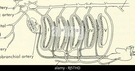 . La morphologie des chordés. La morphologie (animaux) ; Chordés. Artère optique, l'artère ophtalmique et foramen infraorbital supraorbitales mandibulaire sphenopalatine pseudobra hypobranchiol afférentes. Artère artère artère cardiaque Figure 11-20. Cinq étapes dans le développement de l'orches aortique du requin. (Après 1930) 352 Goodrich, le système circulatoire. Veuillez noter que ces images sont extraites de la page numérisée des images qui peuvent avoir été retouchées numériquement pour plus de lisibilité - coloration et l'aspect de ces illustrations ne peut pas parfaitement ressembler à l'œuvre originale.. Jolie, Malcolm. Reinhold, New York Banque D'Images