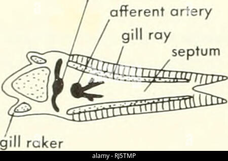 . La morphologie des chordés. La morphologie (animaux) ; Chordés. artère afférent artère efférent artère afférent gill ray septum. Veuillez noter que ces images sont extraites de la page numérisée des images qui peuvent avoir été retouchées numériquement pour plus de lisibilité - coloration et l'aspect de ces illustrations ne peut pas parfaitement ressembler à l'œuvre originale.. Jolie, Malcolm. Reinhold, New York Banque D'Images