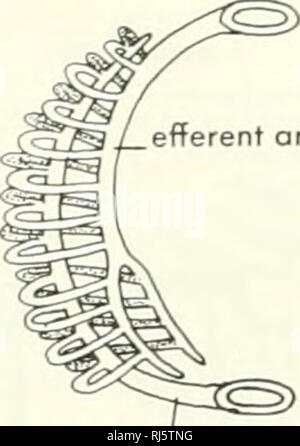 . La morphologie des chordés. La morphologie (animaux) ; Chordés. artère efférent. artère afférent artère efférent artère afférent gill ray septum. Veuillez noter que ces images sont extraites de la page numérisée des images qui peuvent avoir été retouchées numériquement pour plus de lisibilité - coloration et l'aspect de ces illustrations ne peut pas parfaitement ressembler à l'œuvre originale.. Jolie, Malcolm. Reinhold, New York Banque D'Images
