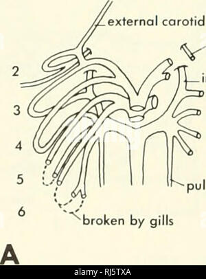 . La morphologie des chordés. La morphologie (animaux) ; Chordés. canal artériel relie maintenant l'artère pulmonaire avec la tige dorsale. Dans l'état de têtard le développement de l'arc aortique, tant en termes de branchies externes et internes, peuvent être observées (Figure 11-15). Choanate dipnoans entre les poissons il y a quatre ou cinq arcs aortiques s'éloignant du coeur : la deuxième, troisième, quatrième, cinquième et sixième en Prolopterus (figure 11-16). L'arches portant filaments branchiaux sont des poissons-comme avec les divisions afférentes et efférentes (figure 11-17). L'artère pulmonaire à la dorsale de la politique se pose c efférente Banque D'Images