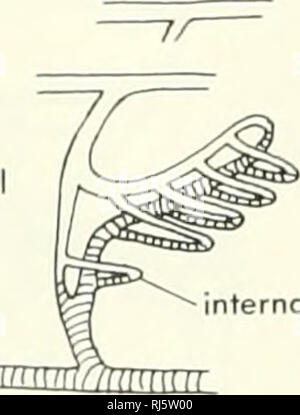 . La morphologie des chordés. La morphologie (animaux) ; Chordés. arch branchial â v/- gill externe. Veuillez noter que ces images sont extraites de la page numérisée des images qui peuvent avoir été retouchées numériquement pour plus de lisibilité - coloration et l'aspect de ces illustrations ne peut pas parfaitement ressembler à l'œuvre originale.. Jolie, Malcolm. Reinhold, New York Banque D'Images