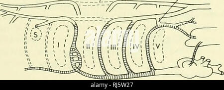 . La morphologie des chordés. La morphologie (animaux) ; Chordés. aorte dorsale canal artériel ^^^ y veine pulmonaire poumon interne carotide externe gill ''ventral des Urodèles une aorte, larve ductus caroticus (ouvert) / canal artériel. Veuillez noter que ces images sont extraites de la page numérisée des images qui peuvent avoir été retouchées numériquement pour plus de lisibilité - coloration et l'aspect de ces illustrations ne peut pas parfaitement ressembler à l'œuvre originale.. Jolie, Malcolm. Reinhold, New York Banque D'Images