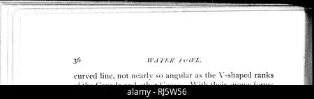 . La volaille sauvage des États-Unis et des possessions britanniques, ou, la Swan, oies, canards, harles et de l'Amérique du Nord [microforme] : avec des comptes de leurs habitudes, de nidification, migrations, et les dispersions, avec descriptions des adultes et des jeunes, et des clés pour l'identification de l'espèce : un livre pour les sportifs, et pour ceux désireux de savoir comment distinguer ces oiseaux, pourvu de et d'apprendre leurs façons dans leur nature. Les oiseaux aquatiques ; jeu et jeu-oiseaux, gibier d'eau, gibier. ilil ; • L'EAU I-hibou. ligne courbe, pas si ani;comme nlar '^ se classe en forme d uf Banque D'Images