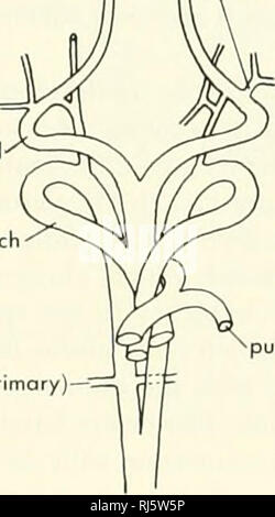 . La morphologie des chordés. La morphologie (animaux) ; Chordés. à gauche et à droite des mammifères à fusible brachiocéphalique C CAT Q HEDGEHOG E OX ORNIiHORHYNCHUS WOMBAT KANGOUROUS Figure 11-10. Les variations dans les racines de l'artère de mammifères. (D'après Romer, 1955, et Owen, 1868} odile, mais cela n'a pas été observée. La perte de cet arc résultats dans la séparation fonctionnelle pulmonaire et de la circulation systémique aurait dans l'oiseau, un parallélisme à celui observé chez le mammifère. En raison de l'élongation du cou et de la face postérieure du cœur de déplacement, les relations entre les carotides sont modifiées. Dans le foetus Banque D'Images